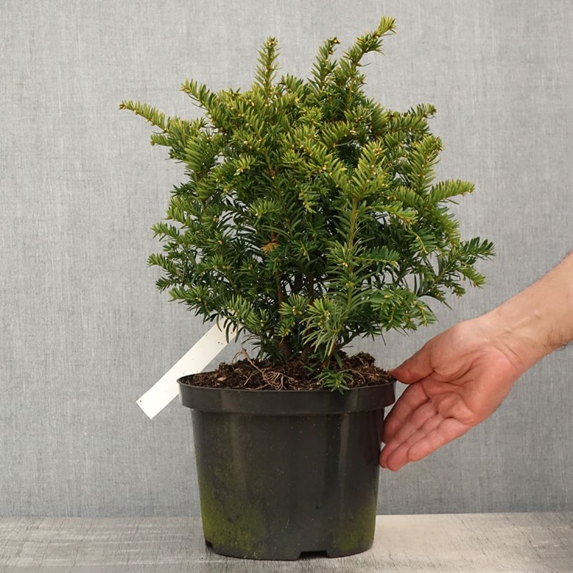 Tejo Kupfergold - Taxus baccata Maceta 4L/5LAltura de entrega aprox. 30/40cm Ejemplar entregado en la primavera