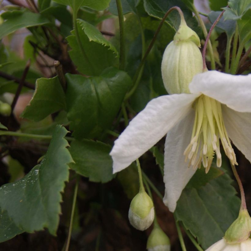 Clematis cirrhosa Jingle Bells - Aján (Follaje)