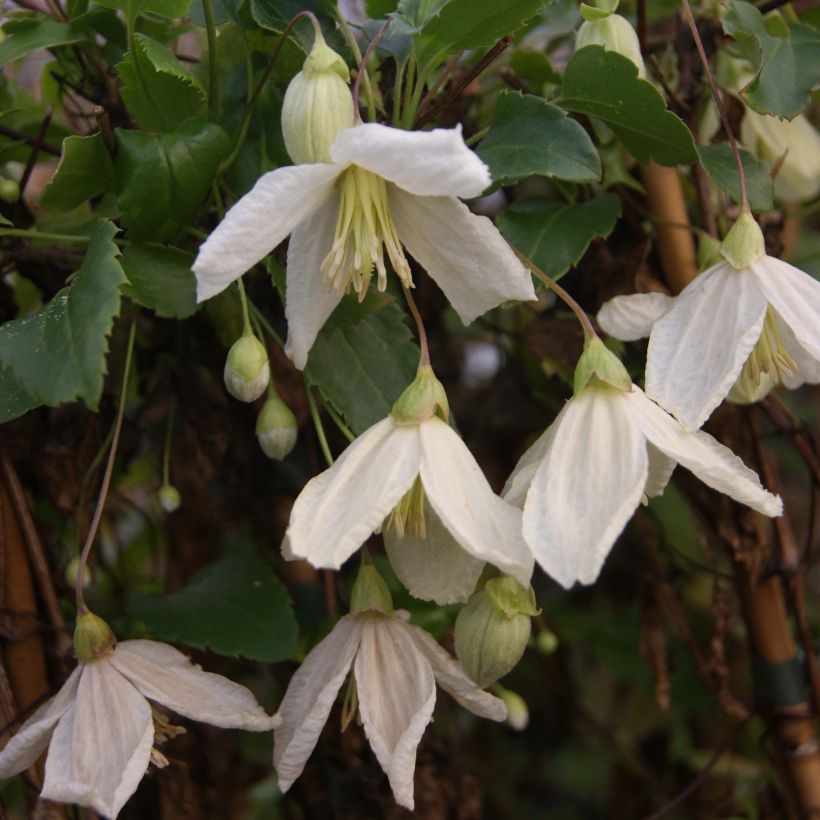 Clematis cirrhosa Jingle Bells - Aján (Floración)