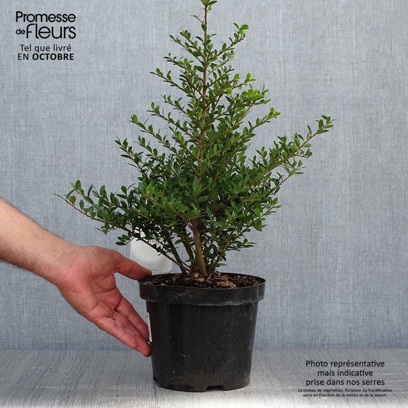 Ejemplar de Ilex crenata Stokes - Houx crénelé nain Pot de 3L entregado en otoño