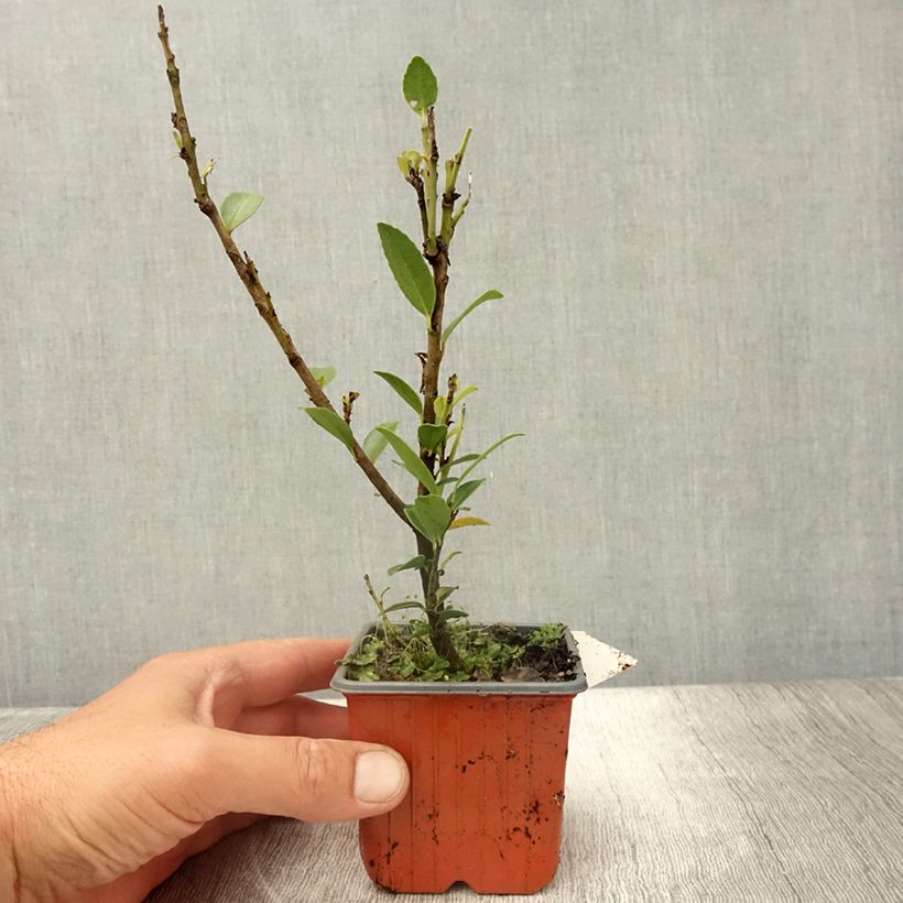 Ejemplar de Ilex maximowicziana Kanehirae - Houx Mutchagara  - Godet de 8/9 cm entregado en verano