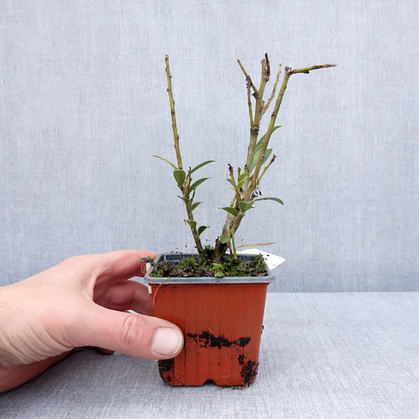 Ilex maximowicziana Kanehirae - Acebo Maceta de 8/9 cm Ejemplar entregado en invierno