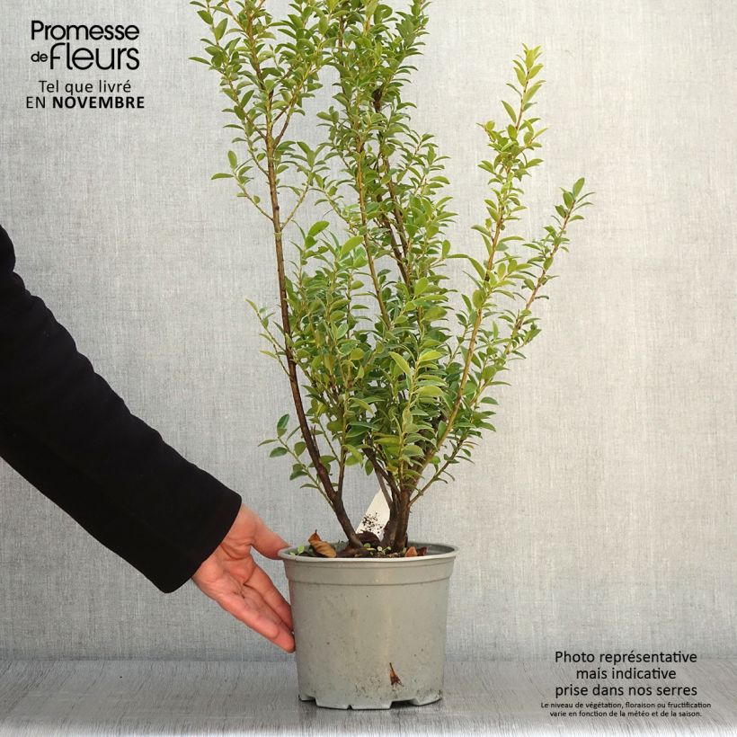 Ejemplar de Ilex maximowicziana Kanehirae - Houx Mutchagara  Pot de 3L/4L entregado en otoño