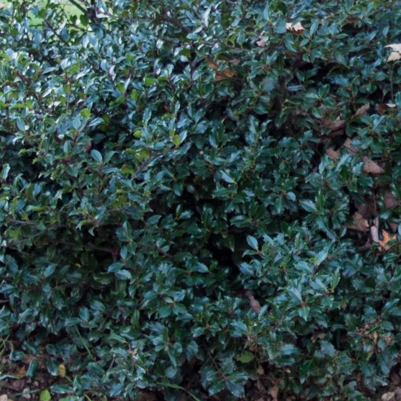 Ilex meserveae Blue Prince - Acebo azul (Follaje)