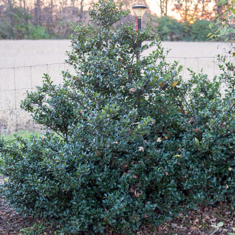 Ilex meserveae Blue Prince - Acebo azul (Porte)