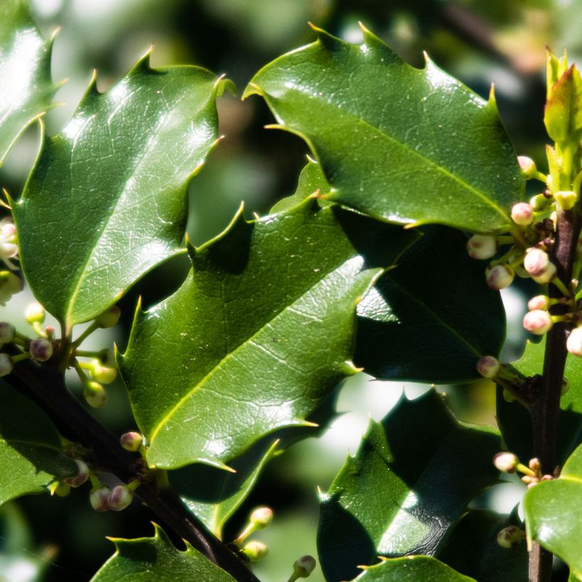 Acebo azul Heckenstar - Ilex meserveae (Follaje)