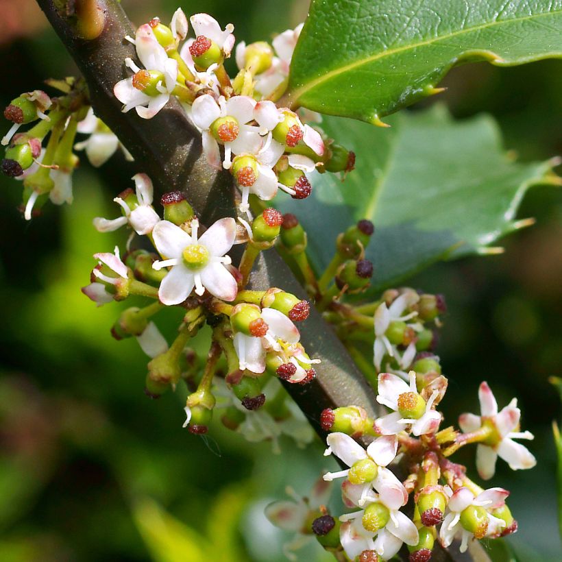 Acebo azul Heckenstar - Ilex meserveae (Floración)