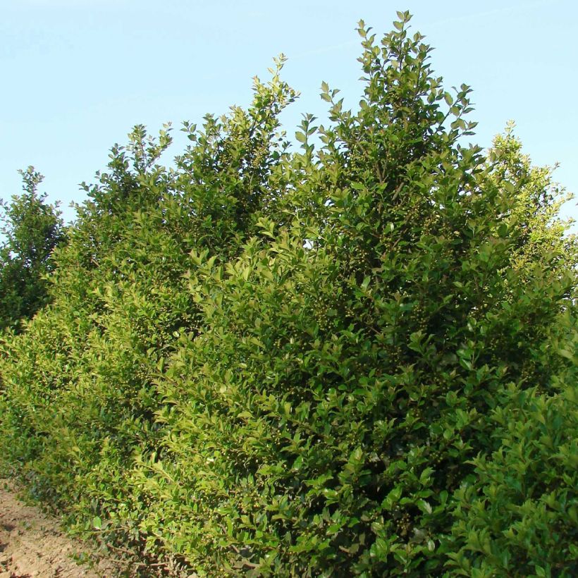 Acebo azul Heckenstar - Ilex meserveae (Porte)