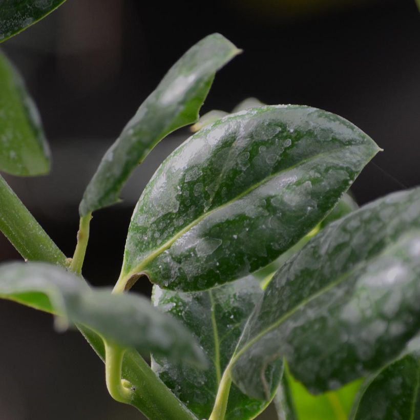 Acebo Nellie R. Stevens - Ilex (Follaje)