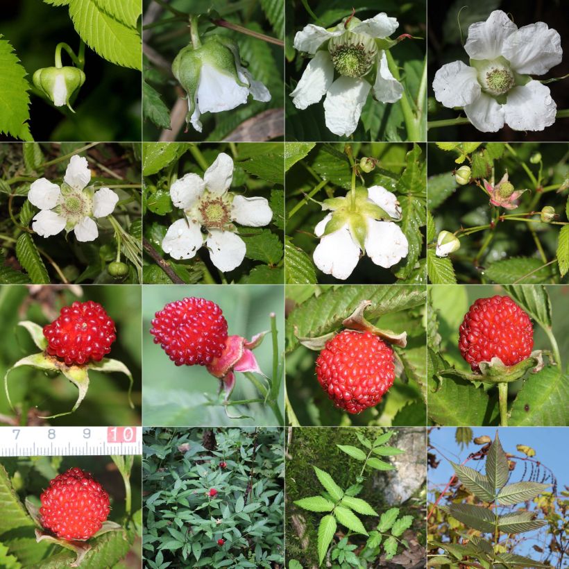 Frambuesa japonica - Rubus illecebrosus (Cosecha)