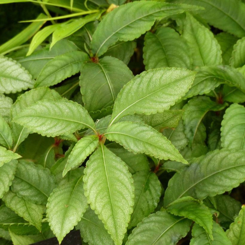 Impatiens omeiana Ice Storm (Follaje)