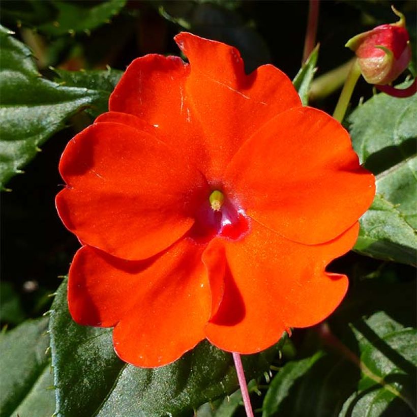 Impatiens Sunpatiens Compact Electric Orange - Alegría (Floración)