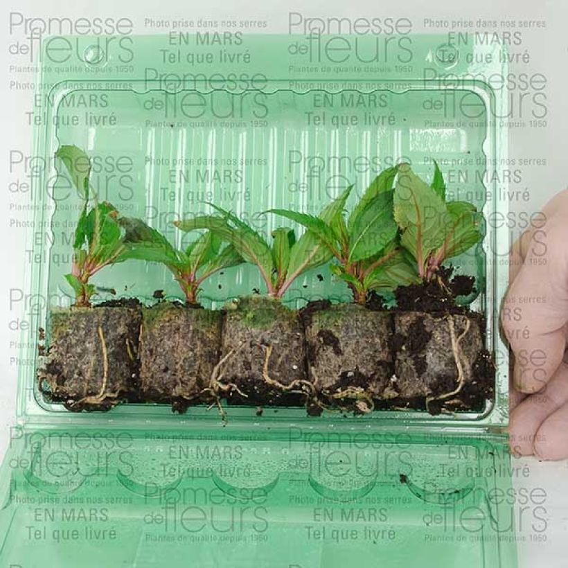 Ejemplo de ejemplar de Impatiens SunPatiens Compact Purple - Alegría minicepellón: Ø 3/4 cm tal y como se entrega