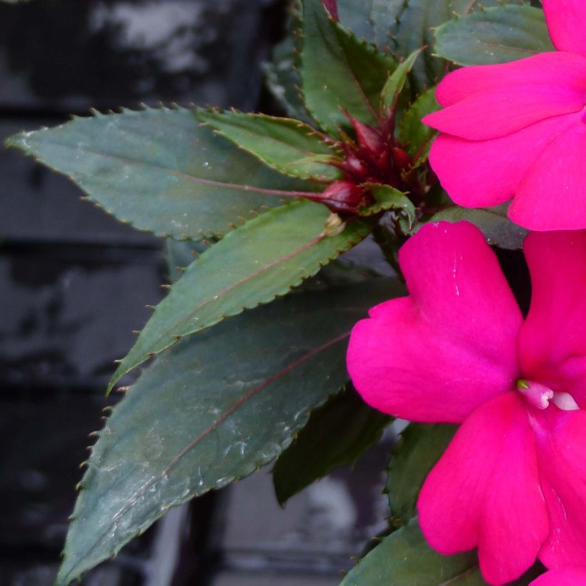 Impatiens SunPatiens Compact Purple - Alegría (Follaje)