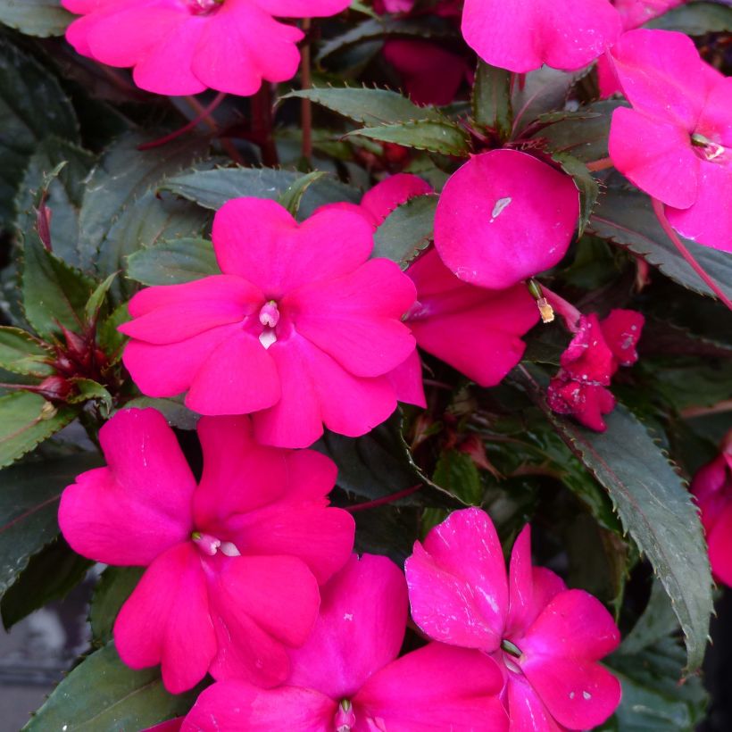 Impatiens SunPatiens Compact Purple - Alegría (Floración)