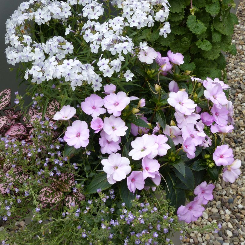 Impatiens Sunpatiens Compact Orchid Blush - Alegría (Porte)