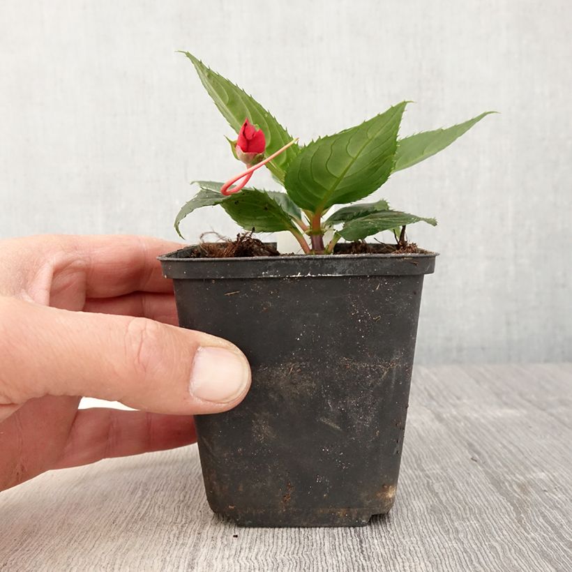 Impatiens SunPatiens Compact Red - pot de 10/11cm Ejemplar entregado en la primavera