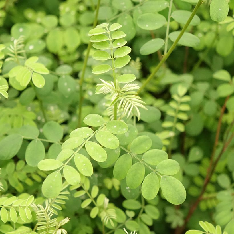 Indigofera heterantha - Indigo del Himalaya (Follaje)