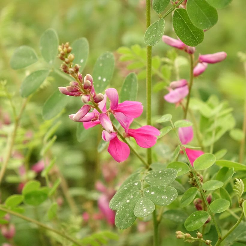 Indigofera heterantha - Indigo del Himalaya (Floración)