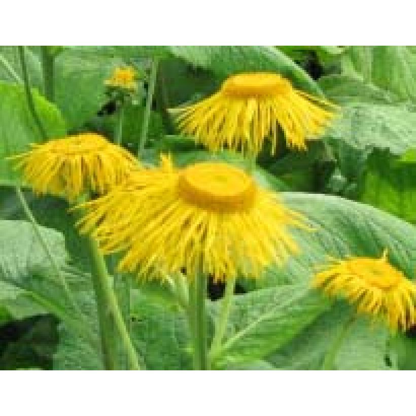 Inula magnifica (Floración)