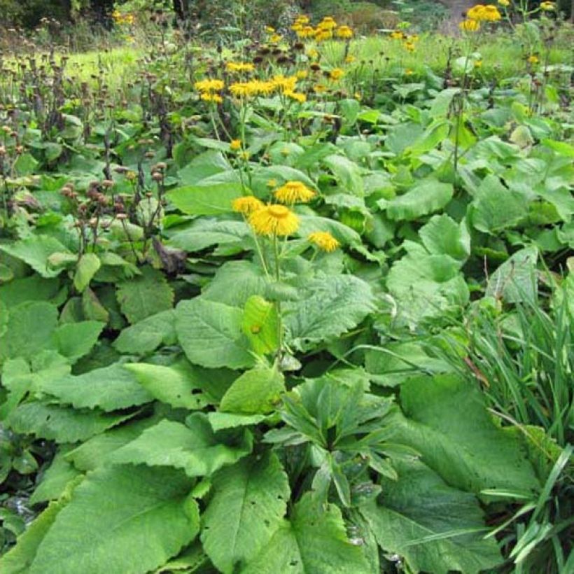 Inula magnifica (Porte)