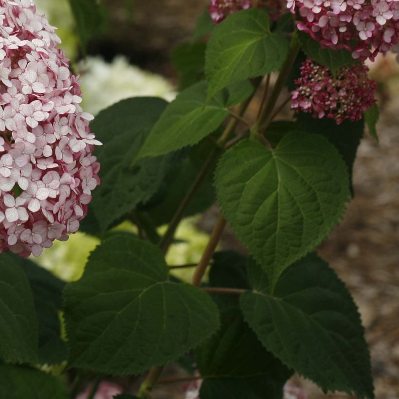 Hortensia arborescens Sweet Annabelle (Follaje)