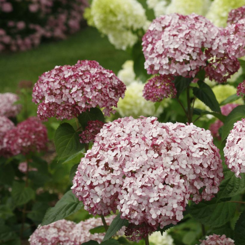 Hortensia arborescens Sweet Annabelle (Floración)