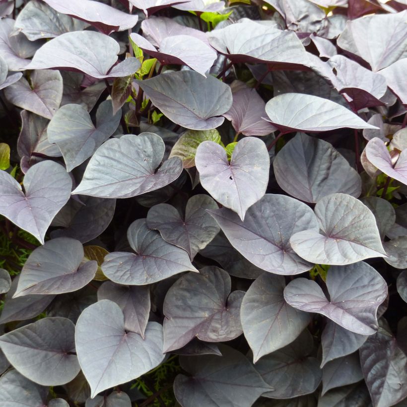 Ipomoea batatas Jet Black - Batata (Follaje)