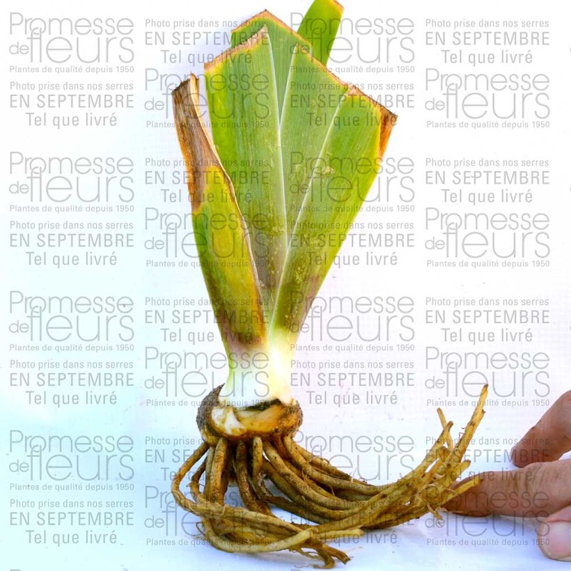 Ejemplo de ejemplar de Iris germanica Laced Cotton - Zurich Rhizome ou godet tal y como se entrega