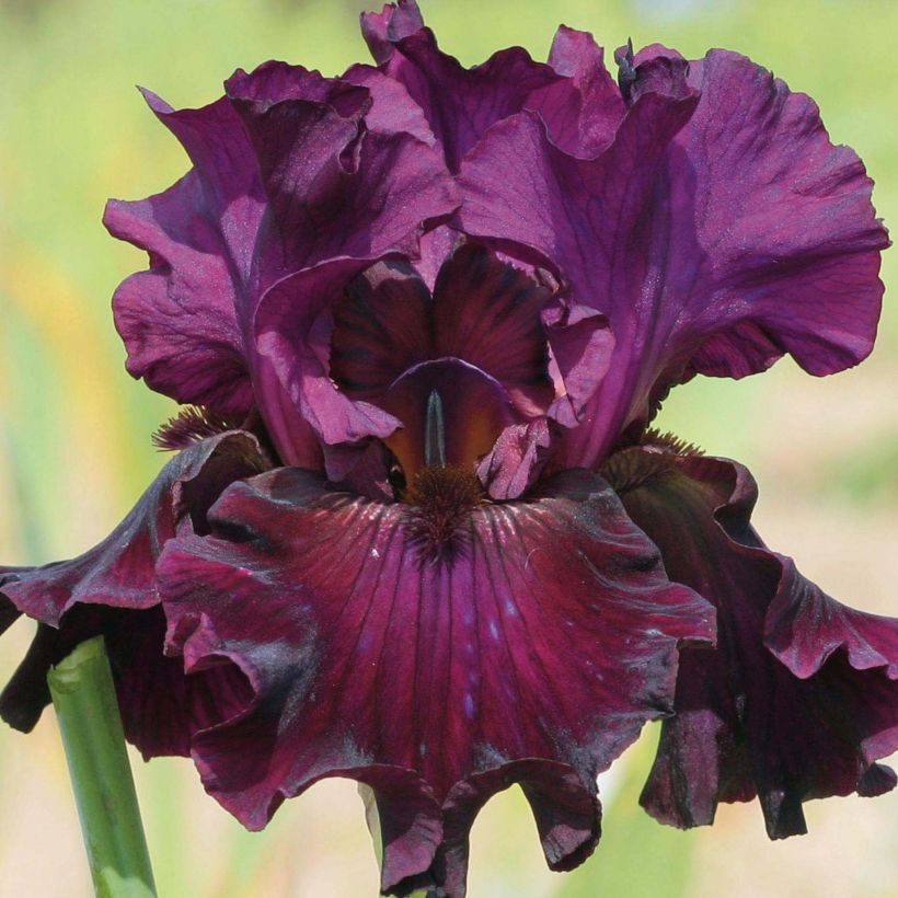 Iris germanica Raspberry Wine (Floración)