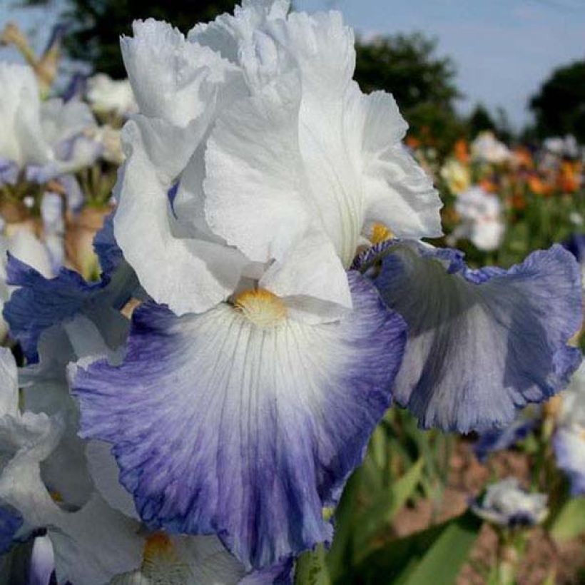 Iris germanica Alizes (Floración)