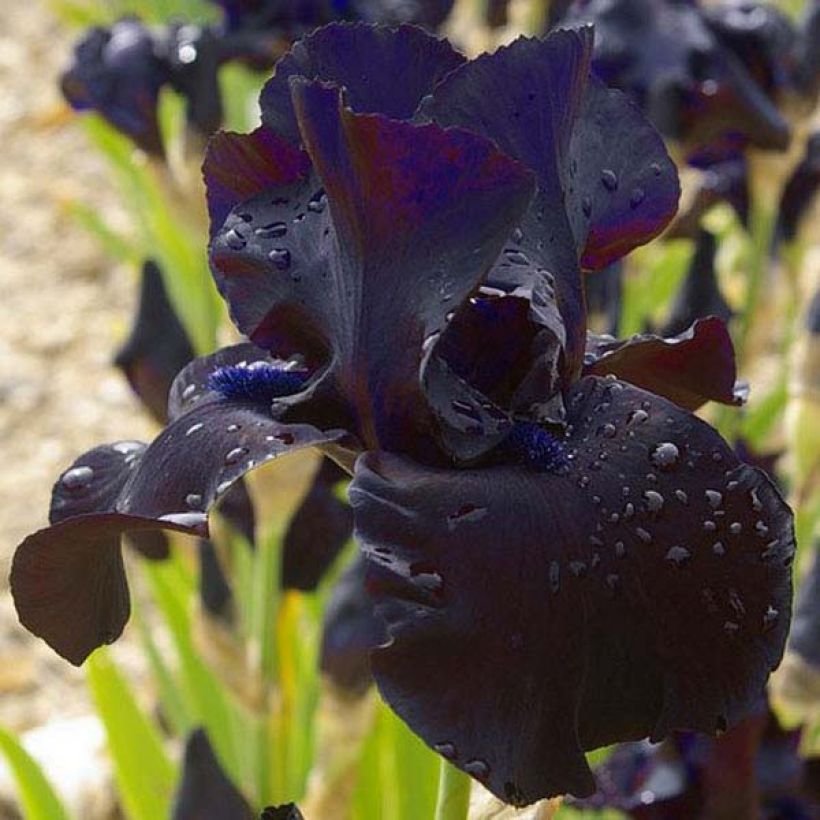 Iris germanica Black Suited (Floración)