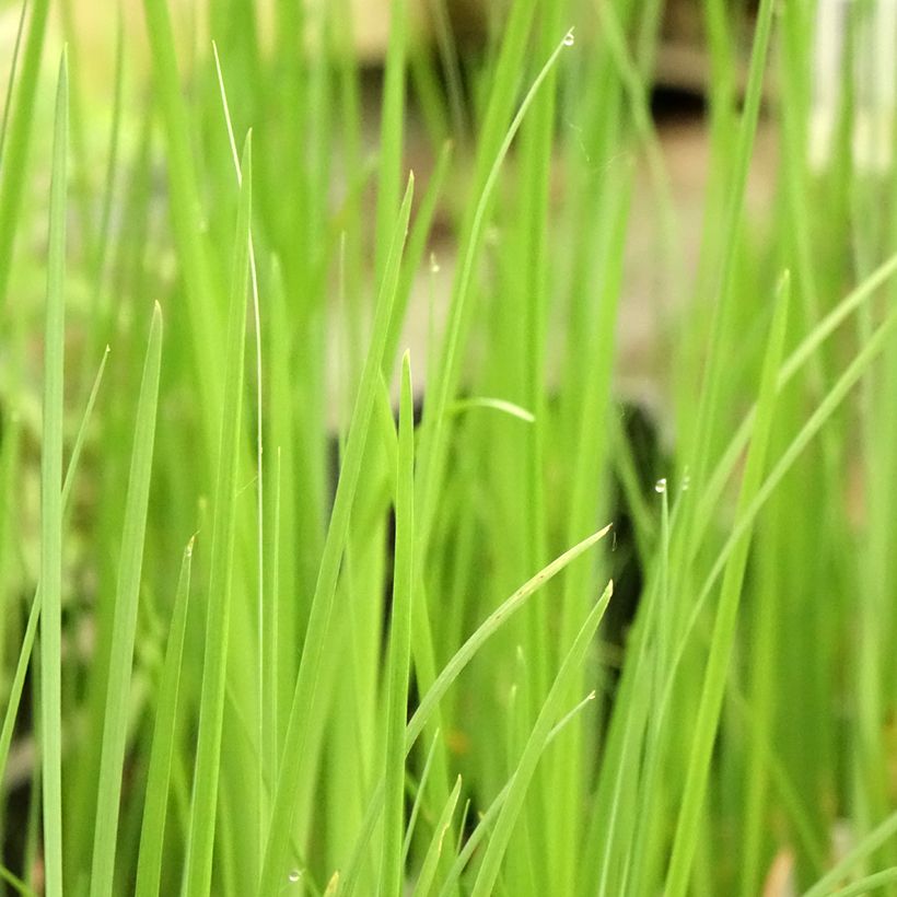 Iris bulleyana (Follaje)