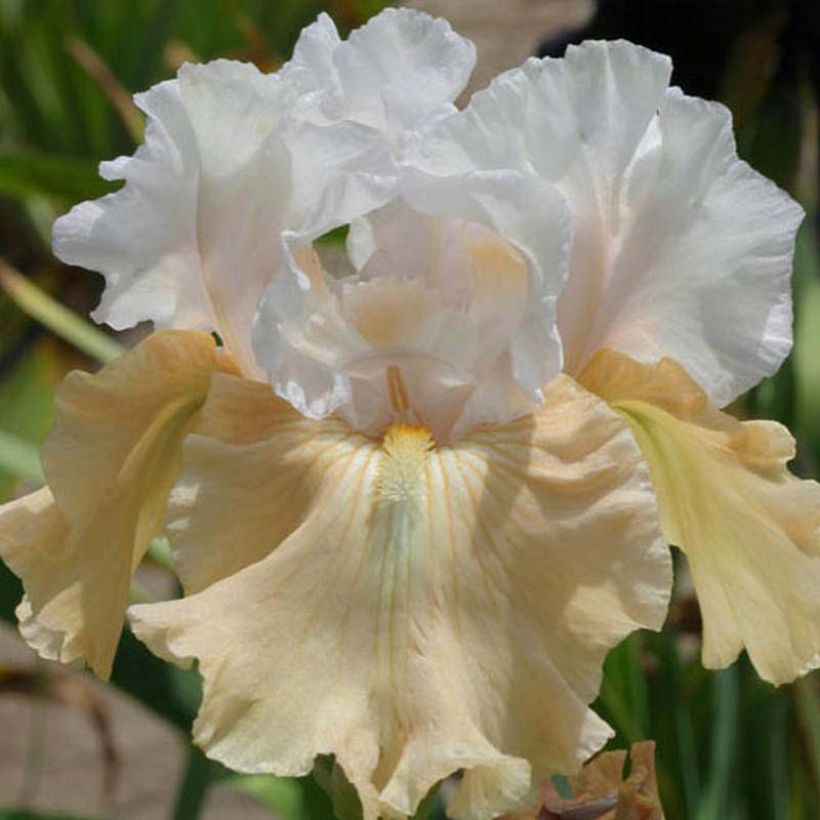 Iris germanica Champagne Frost (Floración)