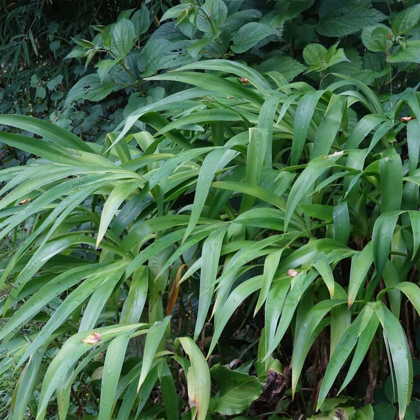 Iris confusa Martyn Rix (Follaje)