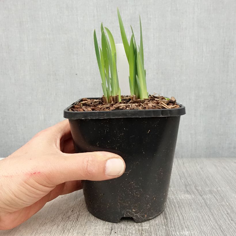 Iris de Sibérie - Iris sibirica Double Standard - Pot de 1,5L/2L Ejemplar entregado en la primavera