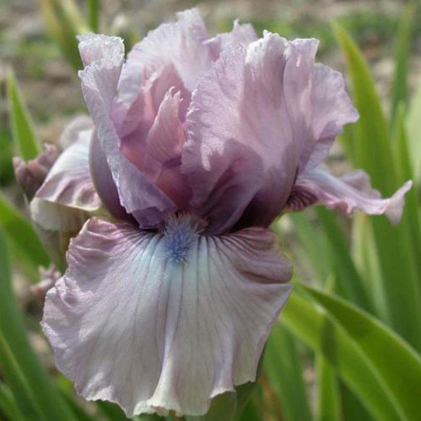 Iris germanica Donegal (Floración)