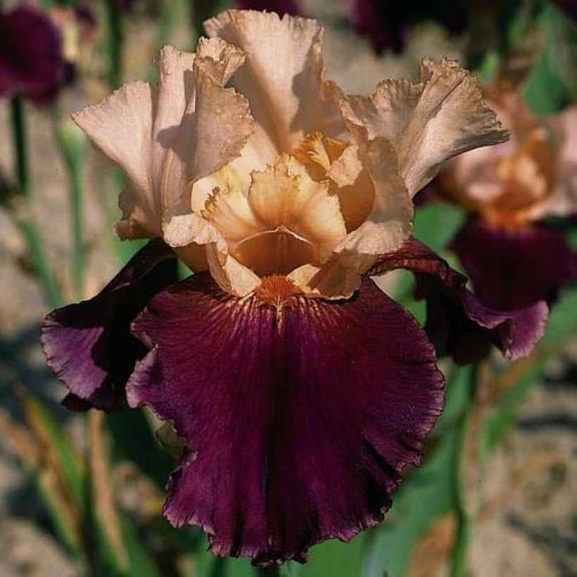 Iris germanica Double Espoir (Floración)