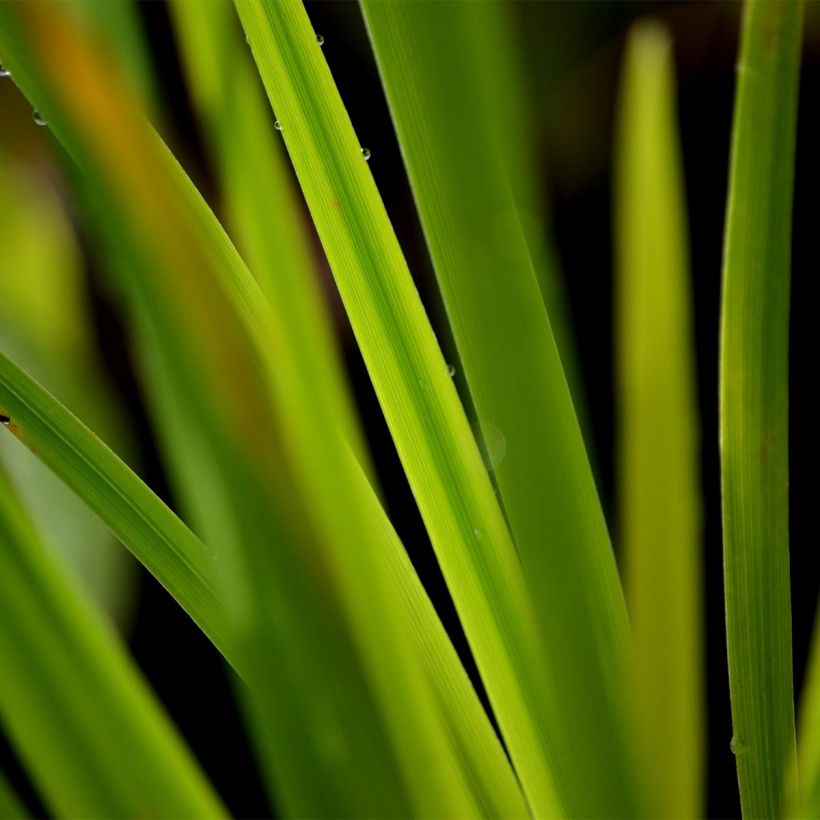 Iris Japonés Gold Bound - Iris ensata (Follaje)