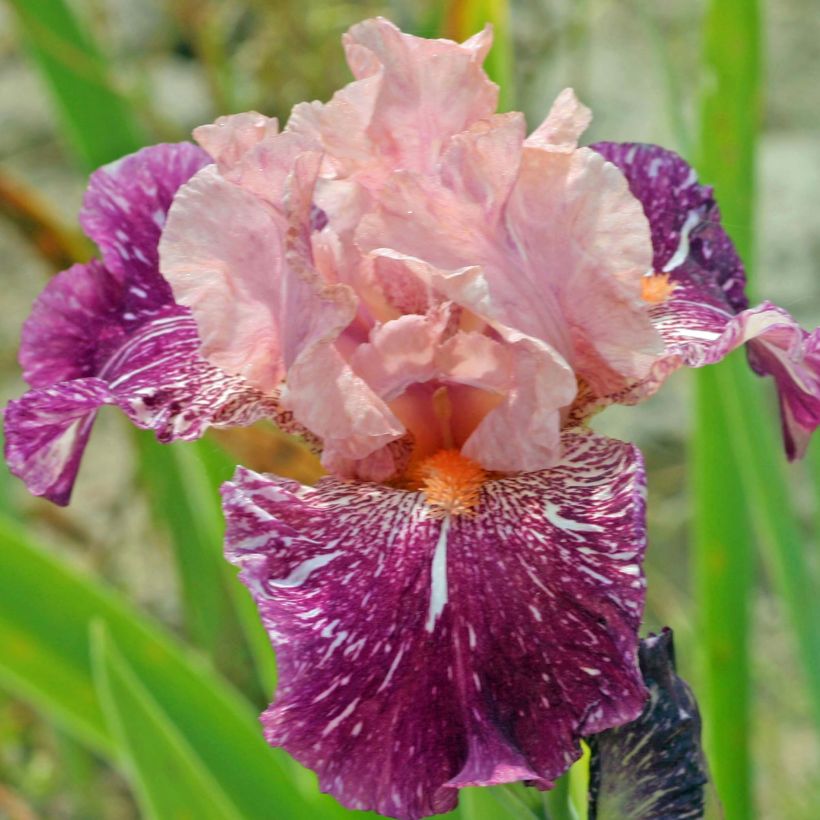 Iris germanica Anaconda Love (Floración)