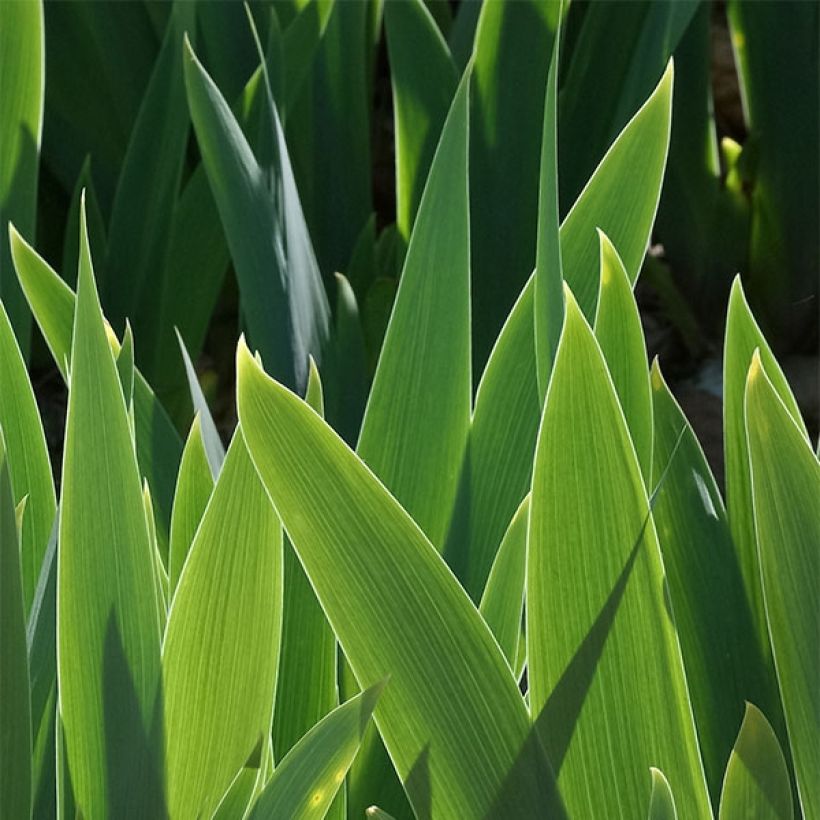 Iris germanica Bleu de Gien (Follaje)