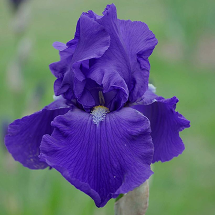 Iris germanica Bleu de Gien (Floración)