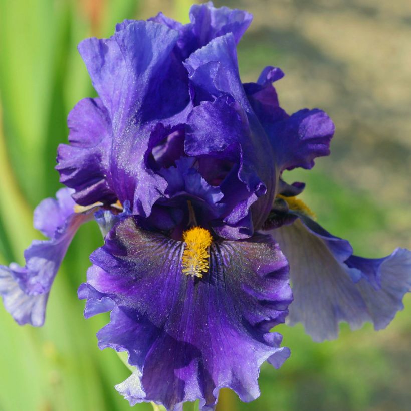 Iris germanica Deep Dark Secret (Floración)