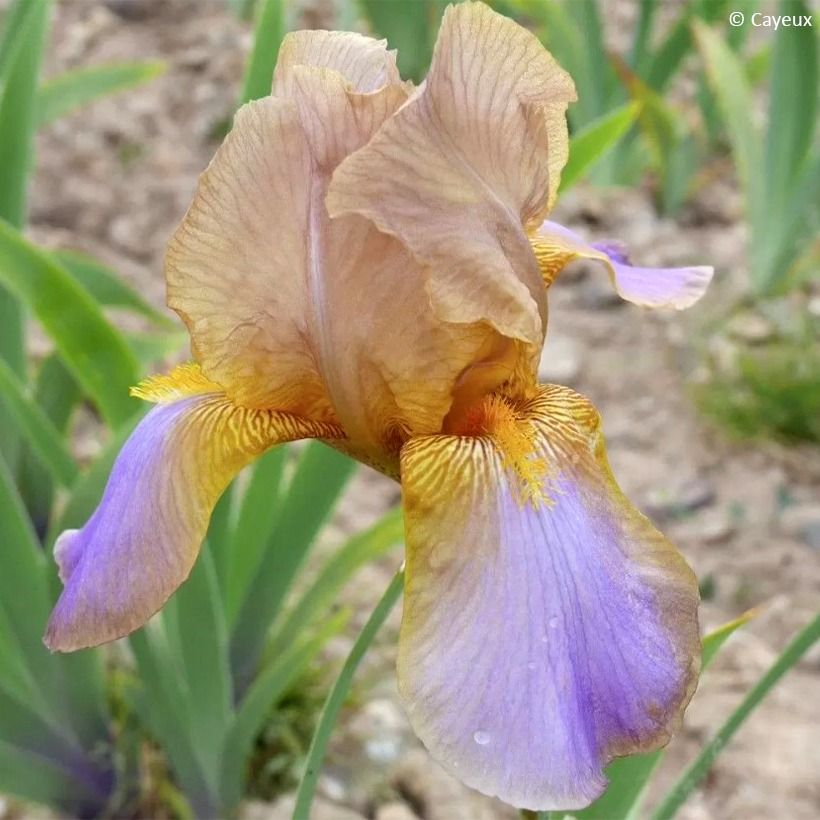 Iris germanica Evolution (Floración)