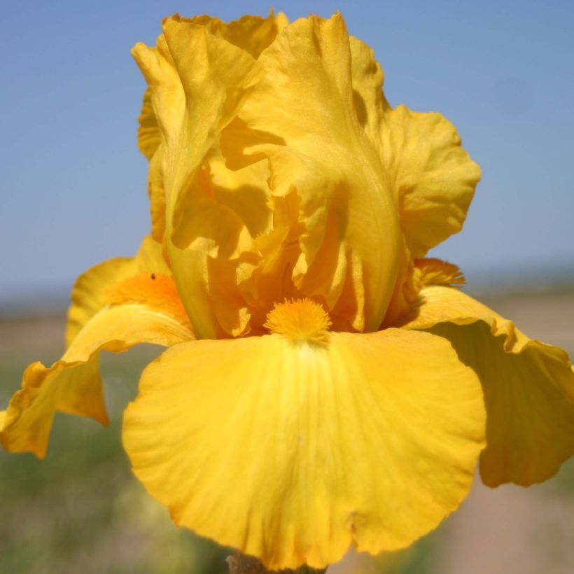 Iris germanica Gold Galore (Floración)