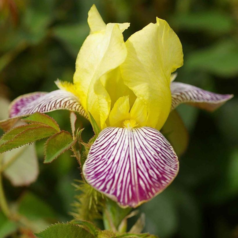 Iris germanica Gracchus (Floración)