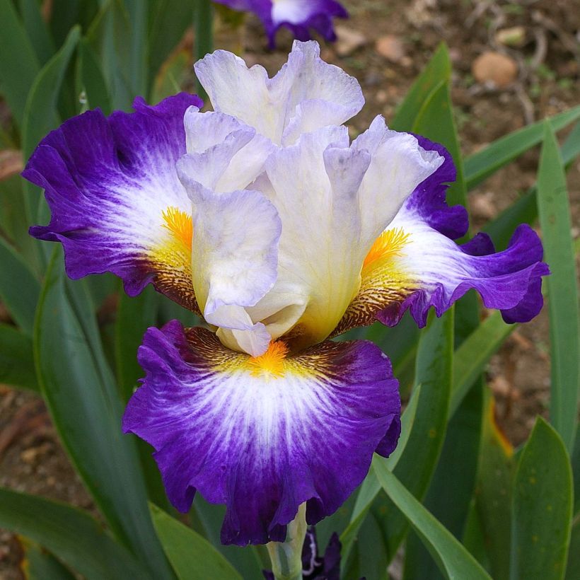 Iris germanica Irisades (Floración)