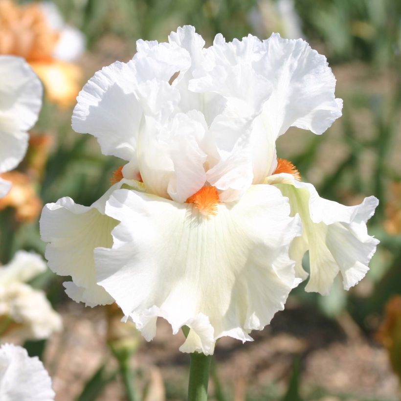 Iris germanica Lark Ascending (Floración)