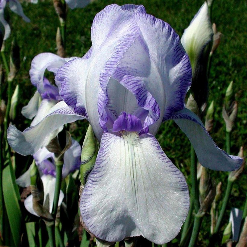 Iris germanica Ma Mie (Floración)