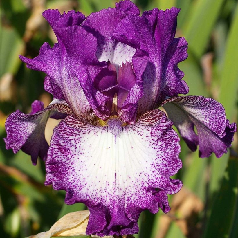 Iris germanica Mariposa Autumn (Floración)